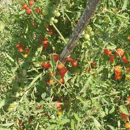 Brigolante Guest Venkovský dům *