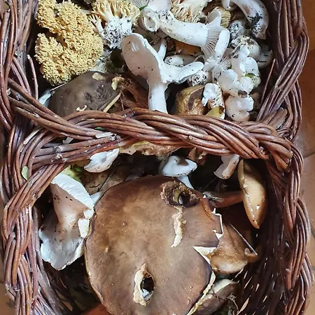 Venkovský dům Brigolante Guest *