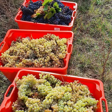 Brigolante Guest Asís