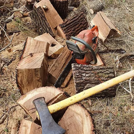 Brigolante Guest * Asís