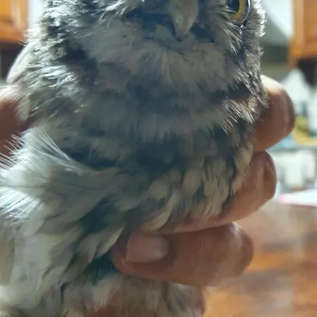 Brigolante Guest Venkovský dům