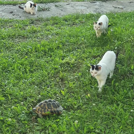 Casa rural Brigolante Guest