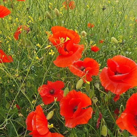 Brigolante Guest Venkovský dům Assisi