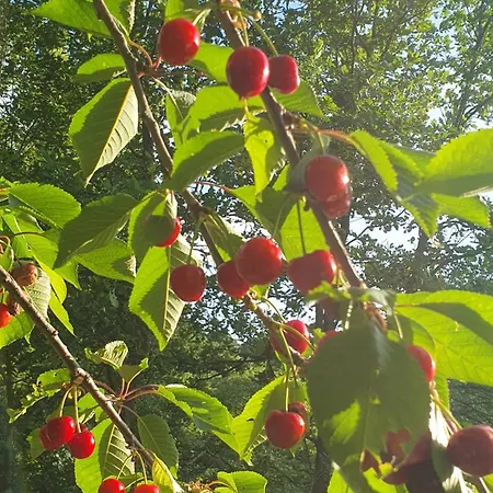 Brigolante Guest Casa rural