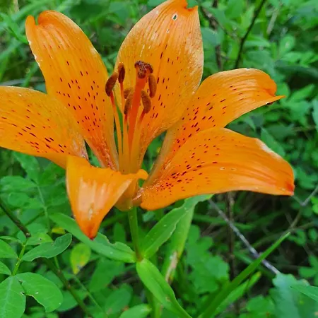 Brigolante Guest Venkovský dům *