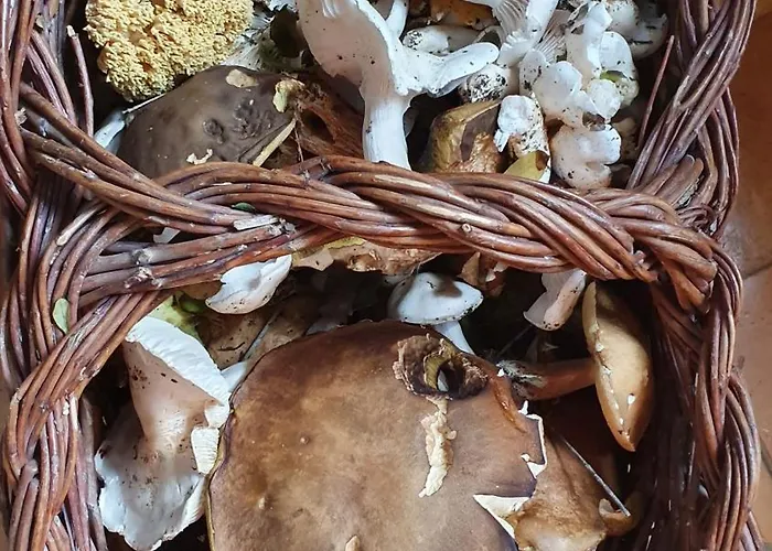 Landhuis Brigolante Guest *