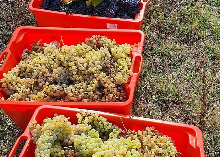 Brigolante Guest Assisi