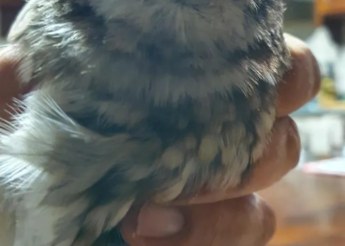 Brigolante Guest Landhuis