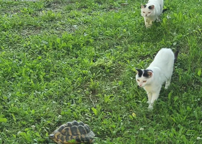 Landhuis Brigolante Guest