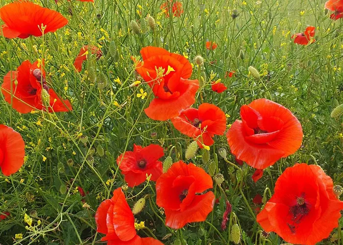 Brigolante Guest Landhuis Assisi